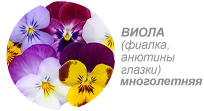 Купить семена виолы (фиалки) многолетней