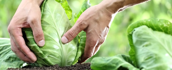 Октябрь - пора срезать капусту