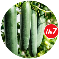 Совет №7: Огурцы Купить семена огурцов