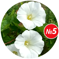 Совет №5: Вьющиеся и высокорослые цветы Купить семена цветов