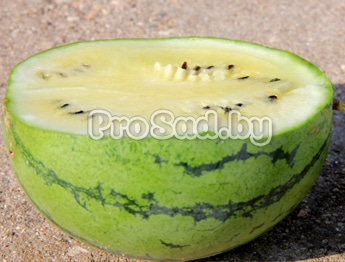 Арбуз Емеля на участке фирмы Гавриш