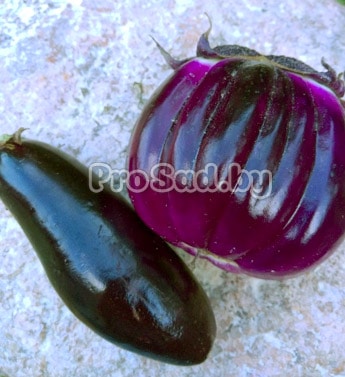 Баклажан Смесь Суперранних сортов на участке фирмы Марс (Уральский дачник)