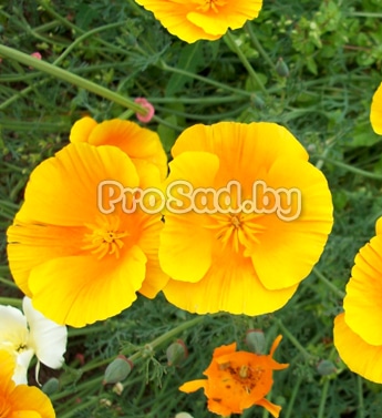 Эшшольция Морковный сок на участке фирмы Гавриш