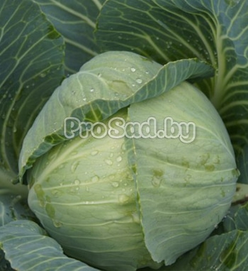 Капуста Арривист на опытном участке агрофирмы Seminis