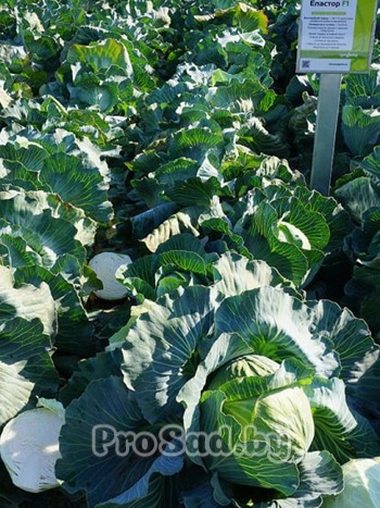 Капуста Эластор на опытном участке (поле) агрофирмы Syngenta