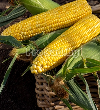 Кукуруза ГСС 3071 на опытном участке агрофирмы Syngenta
