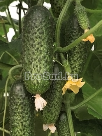 Огурец Амарок на опытном участке агрофирмы Bejo