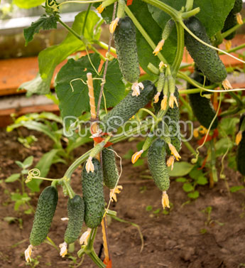 Огурец Бинго на участке фирмы Партнер