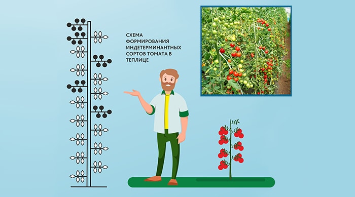 Схема формирования индетерминантных томатов