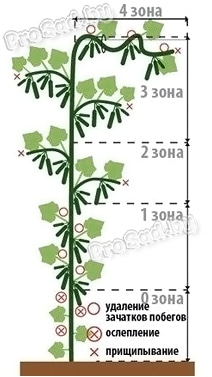 Схема формирования огурцов с букетным типом цветения