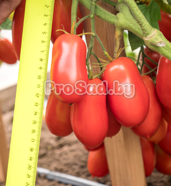 Томат Агафья на участке фирмы Партнёр