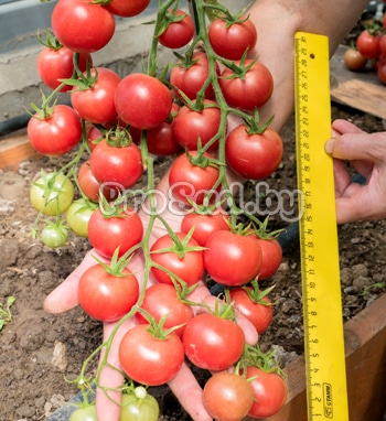 Томат Черри Литл Пинки на участке фирмы Партнёр