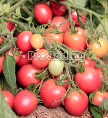 Помидор Горшечный розовый на участке фирмы Гавриш