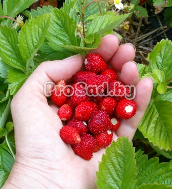Земляника Сказочная на участке фирмы Марс