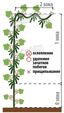 Схема формирования огурцов с букетным типом цветения