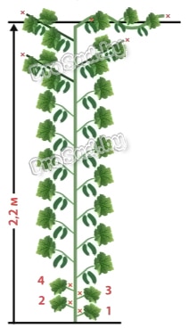 Схема формирования огурцов суперпучкового типа завязей