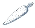 Семена моркови