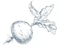 Семена свеклы