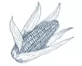 Семена кукурузы