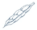 Семена фасоли