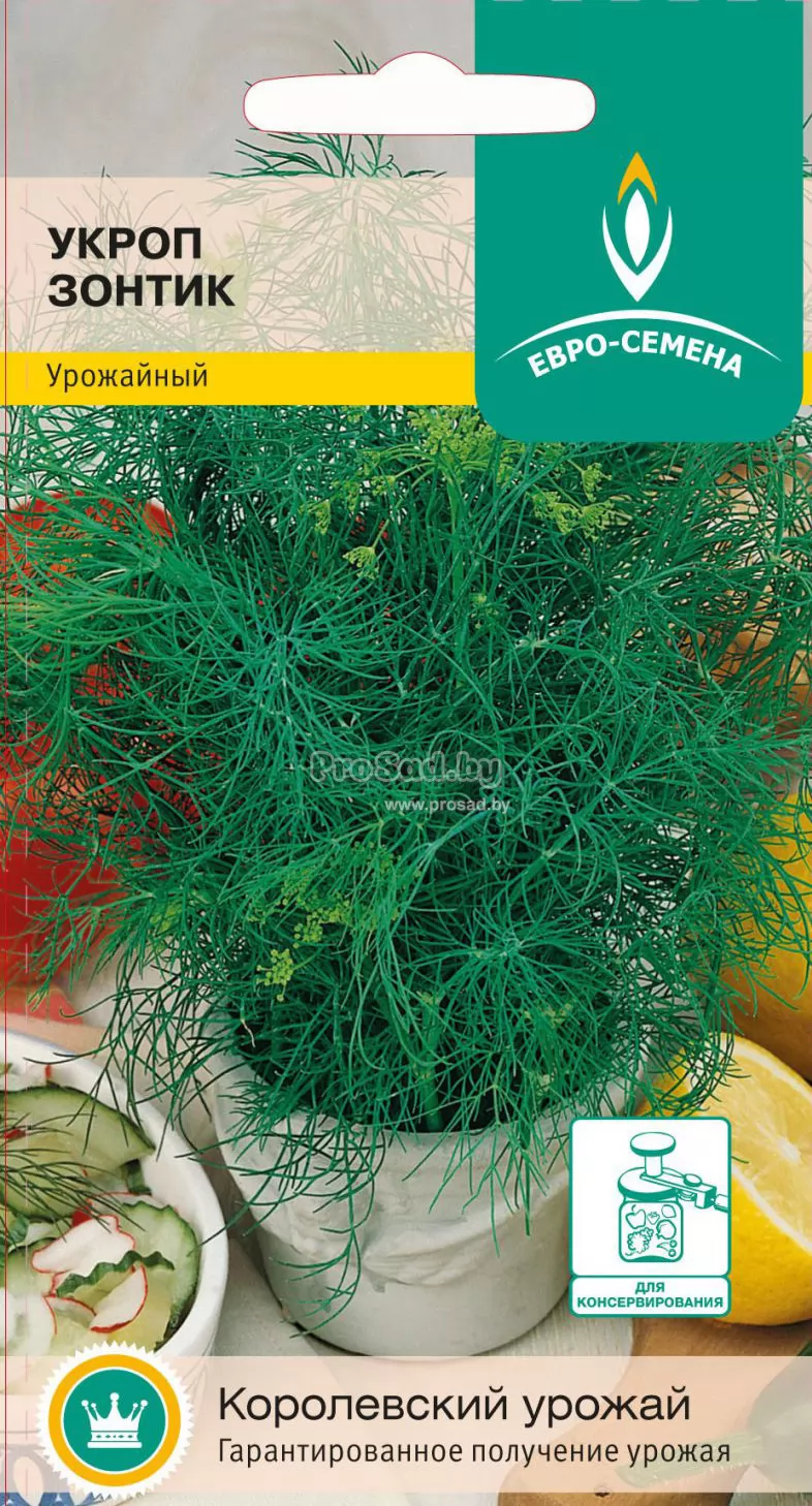 Какой зонтик укропа. Укропные зонтики. Семена укроп зонтик. Какой зонтик укропа. Укропные зонтики.