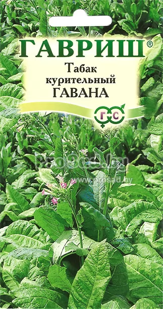 Купить семена курительного табака в Минске почтой по Беларуси в ...