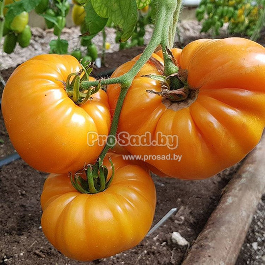 Желтоплодные помидоры Бизон оранжевый агрофирмы Поиск