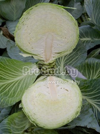 Кочан в разрезе капусты Арривист из семян фирмы Seminis