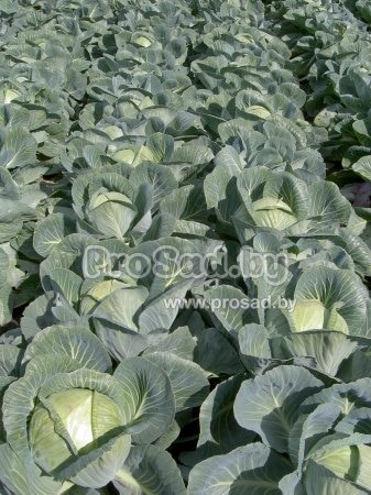 Капуста Арривист на опытном участке (поле) агрофирмы Seminis