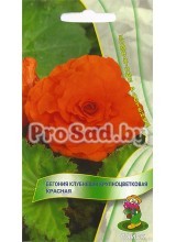 Бегония клубневая крупноцветковая Красная