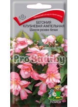 Бегония клубневая ампельная Шансон розово-белая