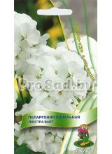 Пеларгония зональная Люстра вайт