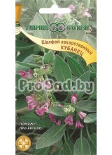 Шалфей лекарственный Кубанец