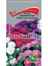 Астра низкорослая Ковёр, смесь окрасок