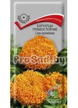 Бархатцы прямостоячие Спун оранжевые