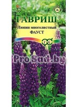 Люпин многолистный Фауст