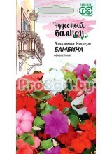 Бальзамин Бамбина
