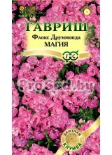 Флокс друммонда Магия