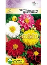 Георгина однолетняя Декоративная, смесь