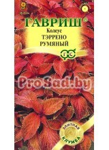 Колеус Тэррено румяный