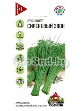 Лук шнитт Сиреневый звон