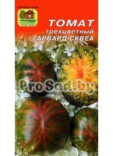 Томат трёхцветный Гарвард Сквеа