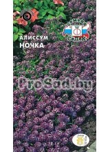 Алиссум Ночка(морской)