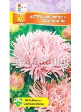 Астра Краллен Шиншилла