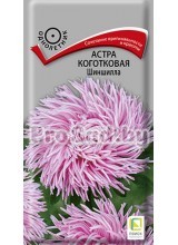 Астра Коготковая Шиншилла