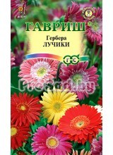 Гербера Лучики