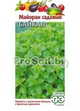 Майоран садовый Байкал