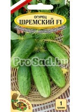 Огурец F1 Шремский (Польша)