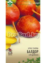 Свекла столовая Болдор
