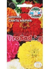 Цинния Санта-Мария